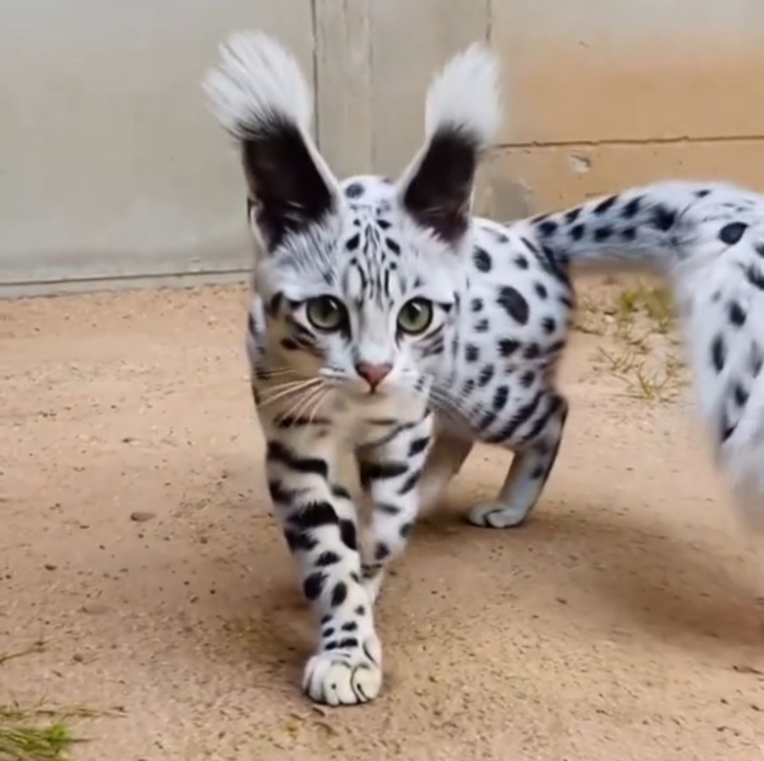 Yapay Zekanın Hayal Gücü: Görenleri Şaşırtan "Kurgusal" Kedi Türleri
