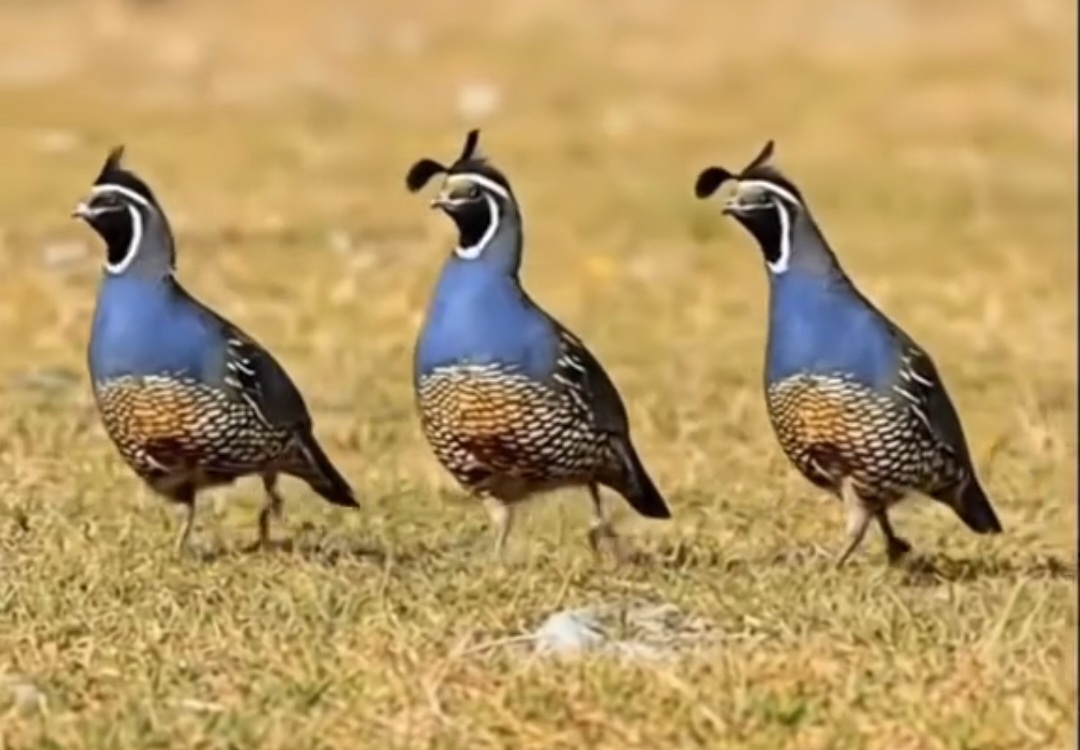 Doğanın Görsel Şöleni: Birbirinden İlginç Kuş Türleri